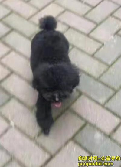 杭州寻狗启示，杭州余杭区三墩亲亲家园附近找狗黑色贵宾犬，它是一只非常可爱的宠物狗狗，希望它早日回家，不要变成流浪狗。