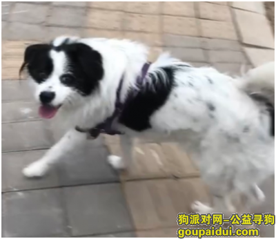 太原市杏花岭区胜利街酬谢三千元寻找狗狗，它是一只非常可爱的宠物狗狗，希望它早日回家，不要变成流浪狗。