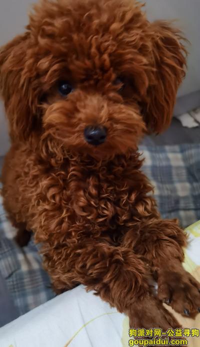 菏泽丢狗，寻狗启示：一只棕色小泰迪11月6号早上八点半在菏泽东站附近丢失，它是一只非常可爱的宠物狗狗，希望它早日回家，不要变成流浪狗。