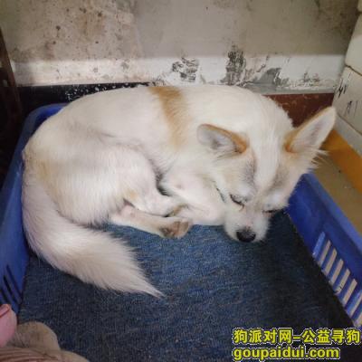 江门找狗，酬谢1000元，寻找爱狗，于2021年12月20号在凤山路走失，它是一只非常可爱的宠物狗狗，希望它早日回家，不要变成流浪狗。