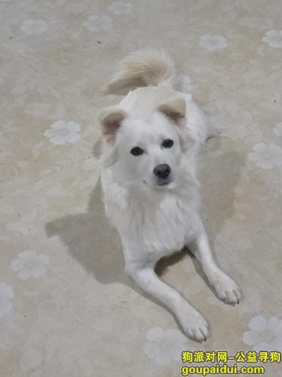 阜阳找狗，宁老庄附近王新庄行政村小赫庄，它是一只非常可爱的宠物狗狗，希望它早日回家，不要变成流浪狗。