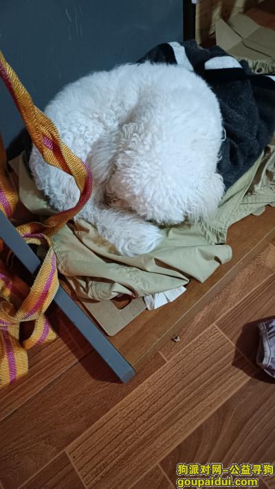 红星大市场捡到一条纯白色又像丝毛狗又像泰迪的狗狗，它是一只非常可爱的宠物狗狗，希望它早日回家，不要变成流浪狗。