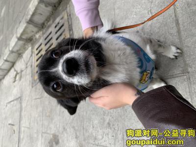 成都寻狗启示，【赏金10000】成都温江区碧桂园重金寻宠！，它是一只非常可爱的宠物狗狗，希望它早日回家，不要变成流浪狗。