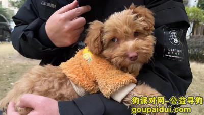 贺州寻狗网，太原小区附近捡到泰迪一只，它是一只非常可爱的宠物狗狗，希望它早日回家，不要变成流浪狗。