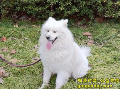 合肥丢狗，合肥庐江，萨摩耶公的，联系13355656811，它是一只非常可爱的宠物狗狗，希望它早日回家，不要变成流浪狗。