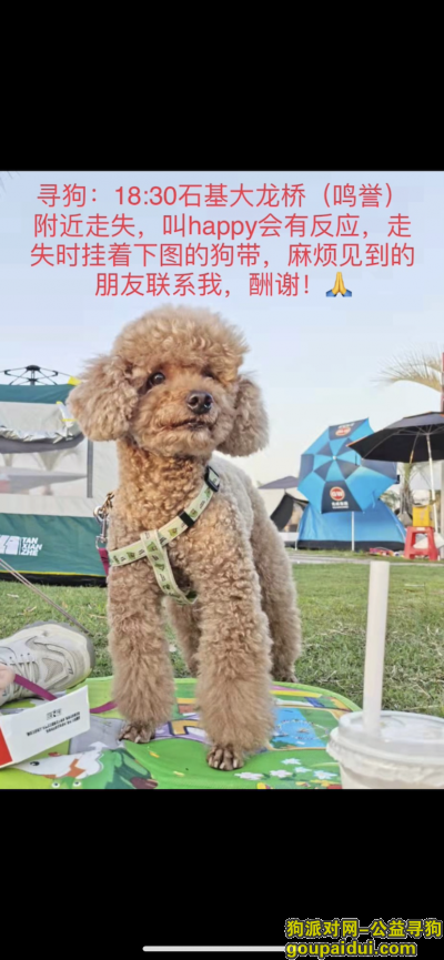 广州寻狗启示，番禺区石基镇寻狗泰迪，它是一只非常可爱的宠物狗狗，希望它早日回家，不要变成流浪狗。
