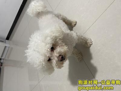 北京人家寻找丢失的狗狗，它是一只非常可爱的宠物狗狗，希望它早日回家，不要变成流浪狗。