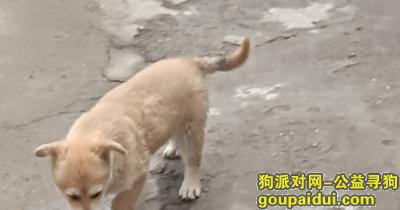 安阳寻狗网，安阳市汤阴县寻狗启示，它是一只非常可爱的宠物狗狗，希望它早日回家，不要变成流浪狗。