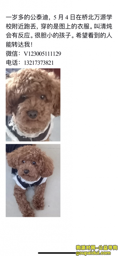 【益阳找狗】，棕色公泰迪 5月4日在桥北万源附近走丢 名字叫清炖，它是一只非常可爱的宠物狗狗，希望它早日回家，不要变成流浪狗。