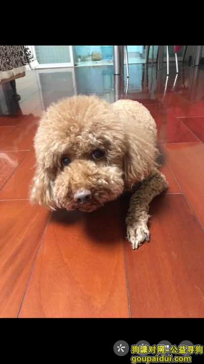 武汉寻狗启示，武汉华中科技大学寻狗，棕色公泰迪，它是一只非常可爱的宠物狗狗，希望它早日回家，不要变成流浪狗。