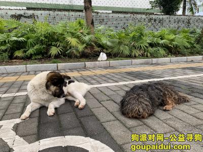 深圳找狗，龙岗区坪西看到流浪狗，它是一只非常可爱的宠物狗狗，希望它早日回家，不要变成流浪狗。