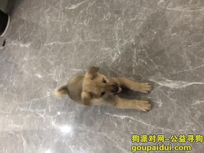邵阳寻狗，隆回县寻找一只丢失的小土狗，它是一只非常可爱的宠物狗狗，希望它早日回家，不要变成流浪狗。