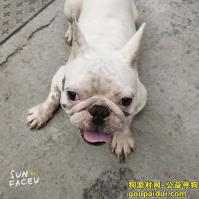 徐州寻狗，白色斗牛犬，三岁多，7.6日在黄河新村丢失！，它是一只非常可爱的宠物狗狗，希望它早日回家，不要变成流浪狗。