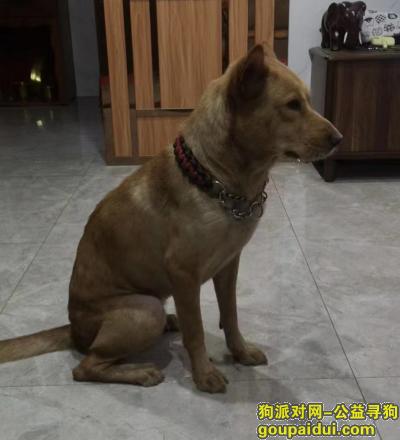 东莞找狗，东莞市大朗镇竹山社区寻找田园犬，它是一只非常可爱的宠物狗狗，希望它早日回家，不要变成流浪狗。