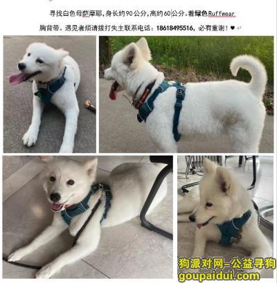 永康市金桂南路附近寻找丢失母萨摩耶，它是一只非常可爱的宠物狗狗，希望它早日回家，不要变成流浪狗。