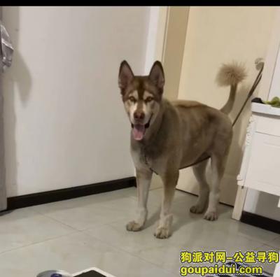 荆州市洪湖市园林路47号洪湖市实验中学丢失一只公阿拉斯加犬，它是一只非常可爱的宠物狗狗，希望它早日回家，不要变成流浪狗。