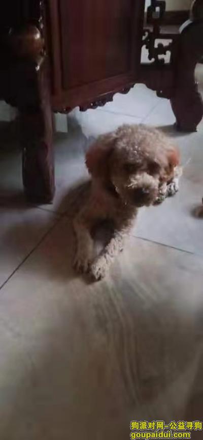 无锡找狗，江苏省无锡市寻棕色泰迪，它是一只非常可爱的宠物狗狗，希望它早日回家，不要变成流浪狗。