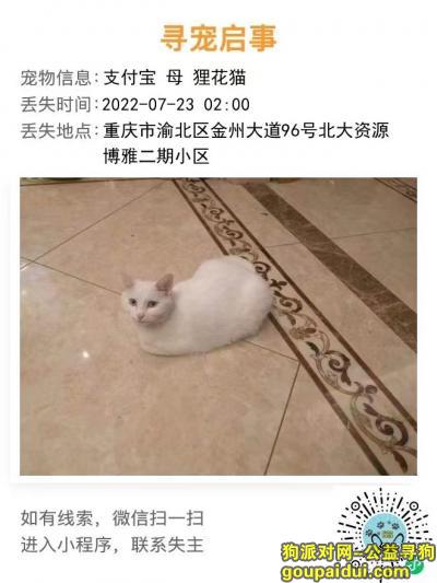 重庆丢狗，重庆市寻纯6岁白狸花猫，它是一只非常可爱的宠物狗狗，希望它早日回家，不要变成流浪狗。