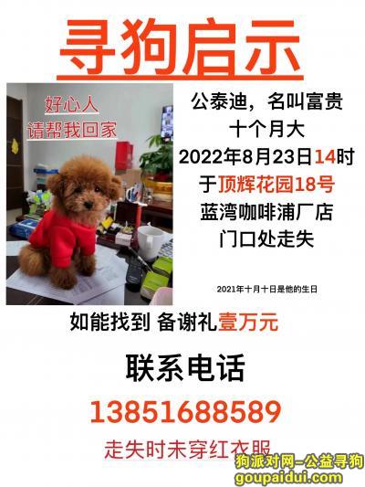 南京寻狗启示，公泰迪，十个月大，2022年8月23日顶辉花园18号蓝湾咖啡浦厂路店门口走丢，它是一只非常可爱的宠物狗狗，希望它早日回家，不要变成流浪狗。