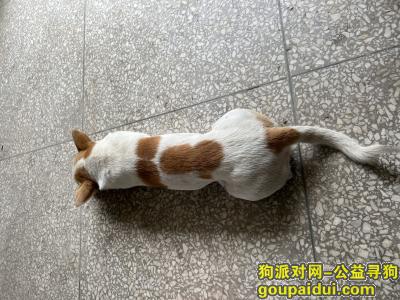 【襄阳找狗】，枣阳市七方镇丢失一只狗，它是一只非常可爱的宠物狗狗，希望它早日回家，不要变成流浪狗。