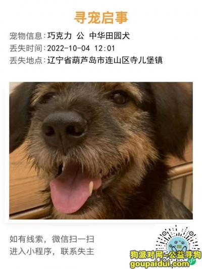 葫芦岛找狗，辽宁省葫芦岛市连山区寺儿堡镇寻宠，它是一只非常可爱的宠物狗狗，希望它早日回家，不要变成流浪狗。
