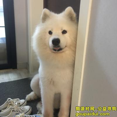 【武汉找狗】，武汉市江汉区舞台天下附近丢失一只公萨摩耶，它是一只非常可爱的宠物狗狗，希望它早日回家，不要变成流浪狗。