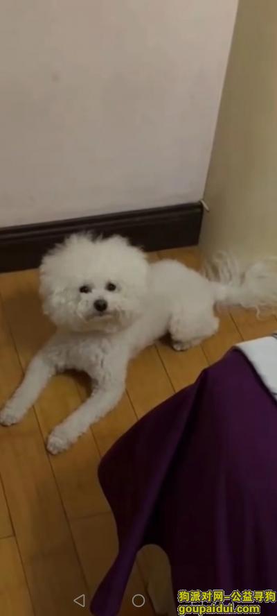 济南找狗，2022年10月9日济南市市中区银丰山庄历阳湖附近丢失白色比熊犬一只，身穿尿裤，它是一只非常可爱的宠物狗狗，希望它早日回家，不要变成流浪狗。