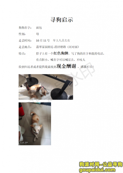 苏州寻狗，苏州渭塘找狗，有红色狗牌，写着名字面包电话18729004669，它是一只非常可爱的宠物狗狗，希望它早日回家，不要变成流浪狗。