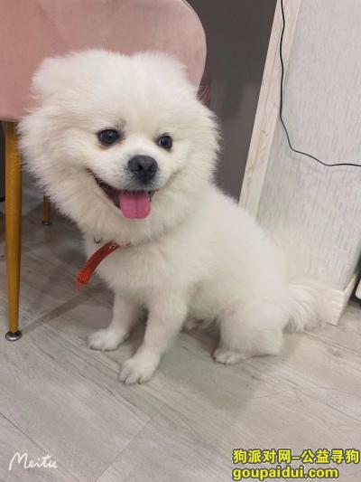 湖北省武汉市新洲区《寻宠启事》—寻爱犬“白色博美”，它是一只非常可爱的宠物狗狗，希望它早日回家，不要变成流浪狗。