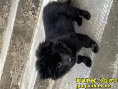 广州找狗，番禺汉溪村，着急寻狗，酬谢2000元，它是一只非常可爱的宠物狗狗，希望它早日回家，不要变成流浪狗。