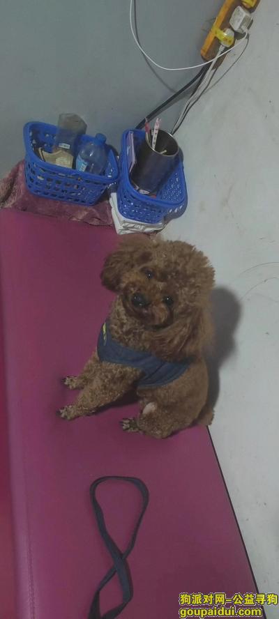 狗狗泰迪 三岁  电话  13529313570  能找到本人愿出2千元，它是一只非常可爱的宠物狗狗，希望它早日回家，不要变成流浪狗。