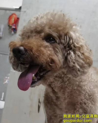 天津市滨海新区高房路附近丢失一只公泰迪，它是一只非常可爱的宠物狗狗，希望它早日回家，不要变成流浪狗。