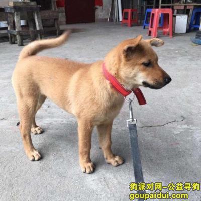 【武汉找狗】，湖北省武汉市洪山区《寻宠启事》—寻爱宠“田园犬”，它是一只非常可爱的宠物狗狗，希望它早日回家，不要变成流浪狗。