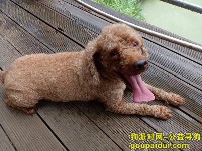 佛山寻狗网，广东省佛山市顺德区《寻宠启事》—寻爱犬“棕色/泰迪”，它是一只非常可爱的宠物狗狗，希望它早日回家，不要变成流浪狗。