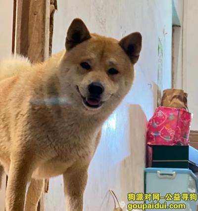 惠州寻狗启示，广东省惠州市惠阳区《重金寻狗》—3000望寻“柴犬”，它是一只非常可爱的宠物狗狗，希望它早日回家，不要变成流浪狗。