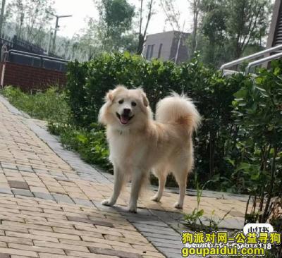 寻狗启示怎么写，北京市通州区《重金寻狗》—3000望寻“田园犬串串”，它是一只非常可爱的狗狗，希望狗狗早日回家，不要变成流浪狗。