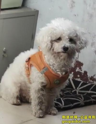 济南寻狗，11月18日于章丘区眼明泉附近走丢 身上穿着橙色小马甲还有小铃铛，它是一只非常可爱的宠物狗狗，希望它早日回家，不要变成流浪狗。