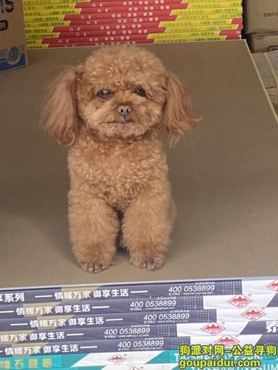 辽宁省沈阳市铁西区《有偿寻狗》—“泰迪”，它是一只非常可爱的宠物狗狗，希望它早日回家，不要变成流浪狗。