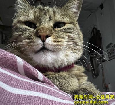 甘肃省定西市临洮县《重金寻猫》—2000寻“狸花猫”，它是一只非常可爱的宠物狗狗，希望它早日回家，不要变成流浪狗。