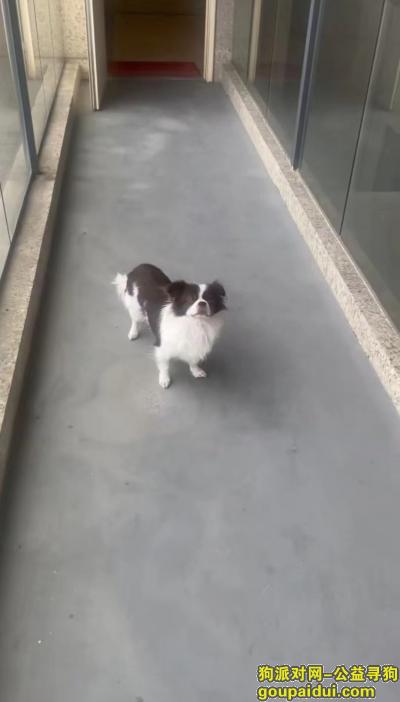 宁波找狗，浙江省宁波市鄞州区《重金寻狗》—5000寻爱犬，它是一只非常可爱的宠物狗狗，希望它早日回家，不要变成流浪狗。