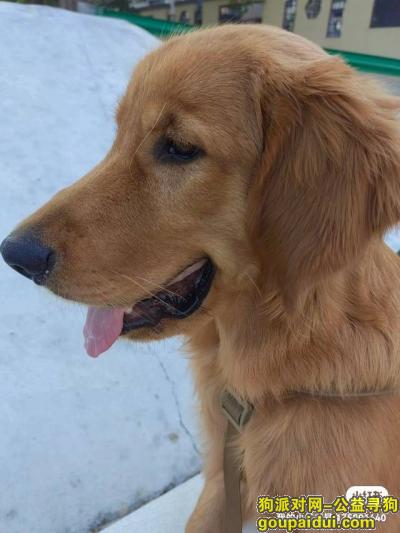 滁州寻狗网，安徽省滁州市琅琊区《重金寻狗》—10000寻“金毛”，它是一只非常可爱的宠物狗狗，希望它早日回家，不要变成流浪狗。