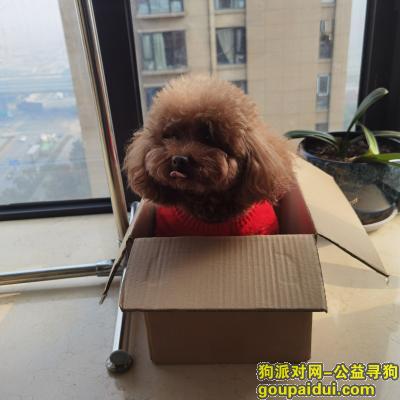 杭州寻狗启示，浙江省杭州市萧山区《有偿寻狗》—“棕黄色/泰迪犬”，它是一只非常可爱的宠物狗狗，希望它早日回家，不要变成流浪狗。