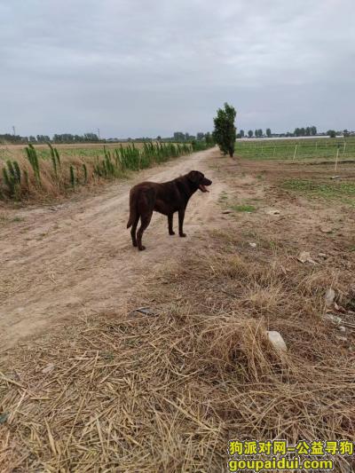 西安寻狗启示，红棕色拉布拉多户县渭丰镇双槐村附近丢失，它是一只非常可爱的宠物狗狗，希望它早日回家，不要变成流浪狗。