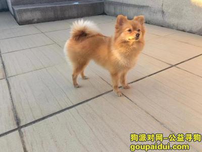 佛山寻狗启示，广东省佛山市顺德区《重金寻狗》—3000寻“黄色/博美”，它是一只非常可爱的宠物狗狗，希望它早日回家，不要变成流浪狗。