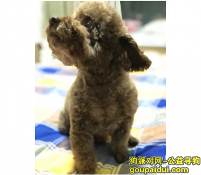 贵阳寻狗启示，贵州省贵阳市花溪区《重金寻狗》—5000寻“咖啡色/泰迪”，它是一只非常可爱的宠物狗狗，希望它早日回家，不要变成流浪狗。
