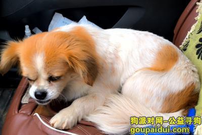 抚州找狗，东乡区农贸市场附近千元寻狗，它是一只非常可爱的宠物狗狗，希望它早日回家，不要变成流浪狗。
