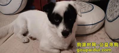 【大连找狗】，辽宁省大连市甘井子区《有偿寻狗》—“黑白/小土狗”，它是一只非常可爱的宠物狗狗，希望它早日回家，不要变成流浪狗。