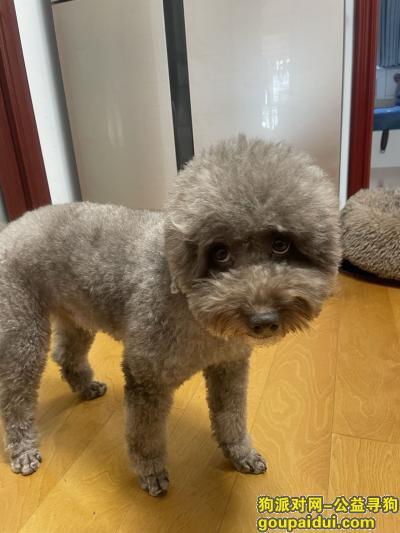 河北省廊坊市广阳区《寻狗启事》—“浅棕色/泰迪”，它是一只非常可爱的宠物狗狗，希望它早日回家，不要变成流浪狗。