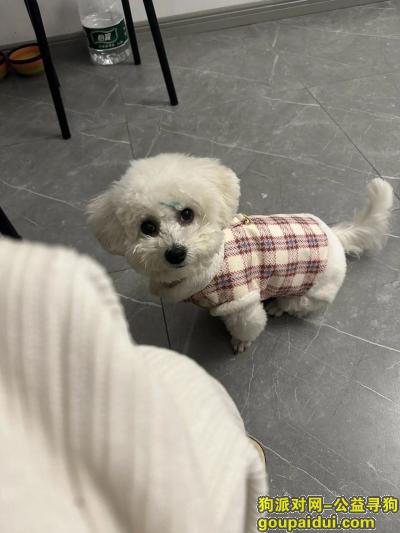 四川省达州市通川区《有偿寻狗》—“白色/比熊”，它是一只非常可爱的宠物狗狗，希望它早日回家，不要变成流浪狗。