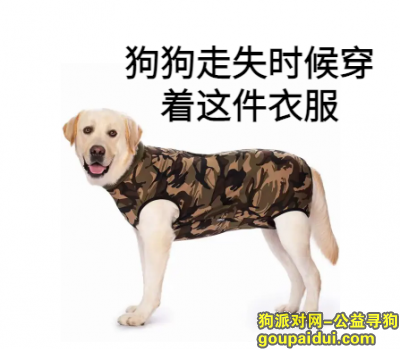 重庆市巴南区《寻狗启事》—“中华田园犬”，它是一只非常可爱的宠物狗狗，希望它早日回家，不要变成流浪狗。